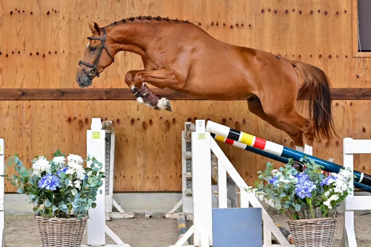 Horse Auction Belgium: selekcja 24 młodych koni o wybitnym rodowodzie