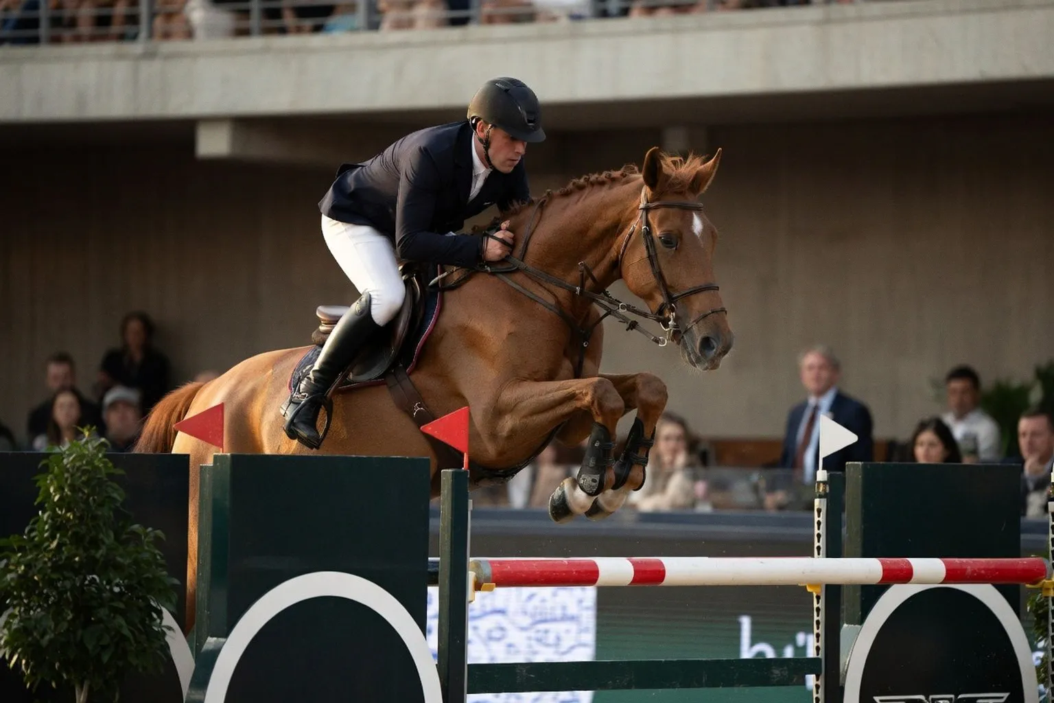 Powrót Longines Hong Kong International Horse Show: szansa dla polskiego eksportu koni