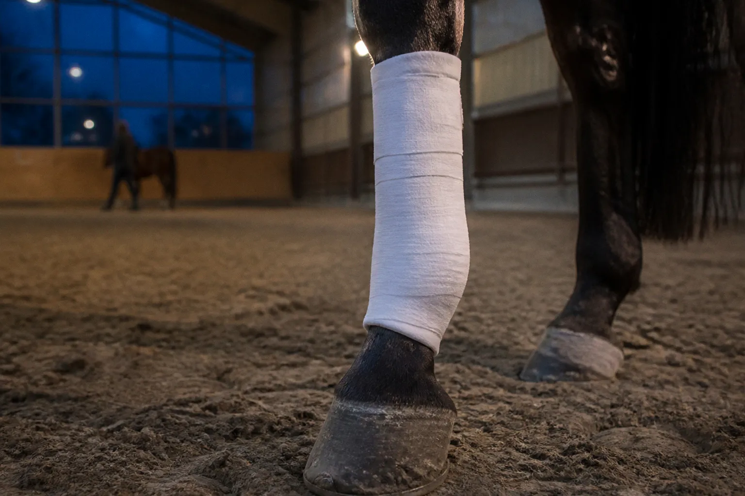 Rehabilitacja ścięgna u konia: etapy powrotu do sportu