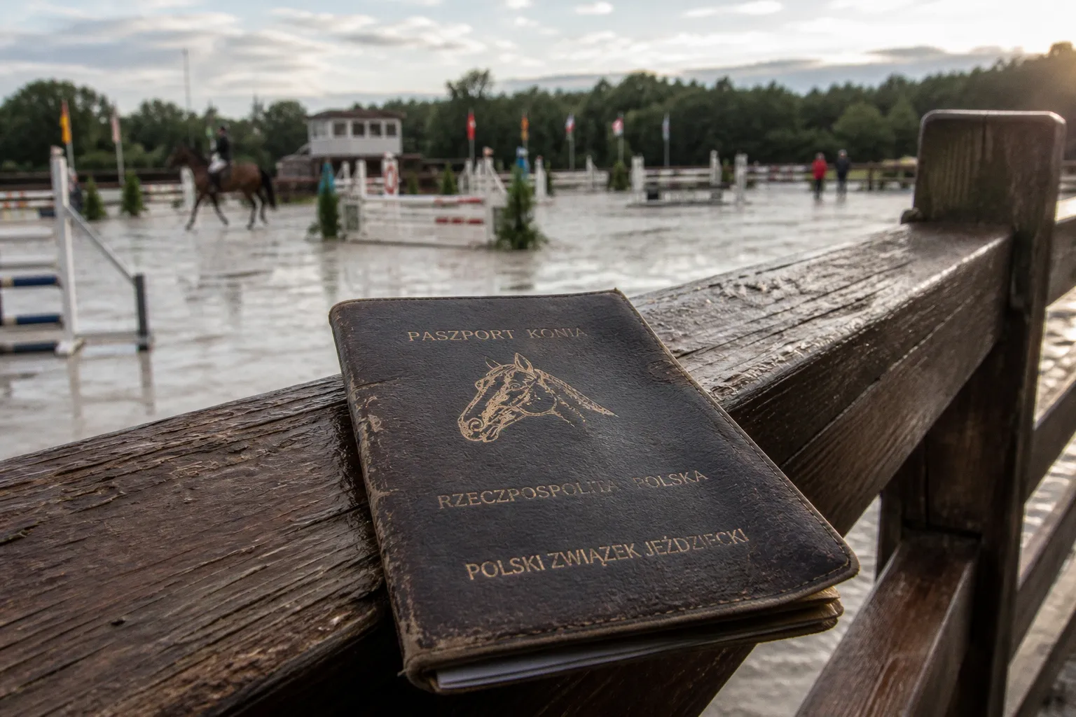 Weryfikacja historii startów konia skokowego: jak uniknąć błędów